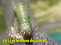 /home//u458753944/public_html/sourcegallery//Insects and small critters/butterflies and moths (Lepidoptera)/P1070464.JPG